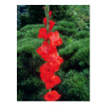 Orange Tiger Flame Gladiolus flowers Postcard