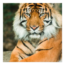 Orange Tiger Invitations