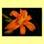 Orange Tiger Lily Flowers cards