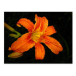 Orange Tiger Lily Flowers Postcards