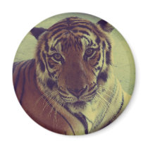 Orange Tiger Magnet