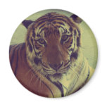 Orange Tiger magnets