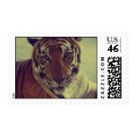 Orange Tiger postage