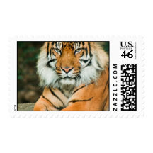 Orange Tiger Postage Stamp