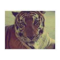 Orange Tiger Post Cards