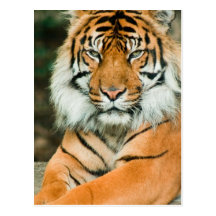 Orange Tiger Postcard