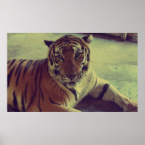 Orange Tiger Posters