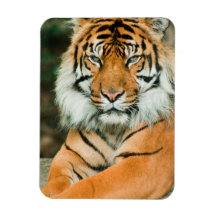 Orange Tiger Premium Magnet