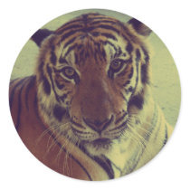 Orange Tiger Sticker