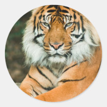 Orange Tiger Stickers