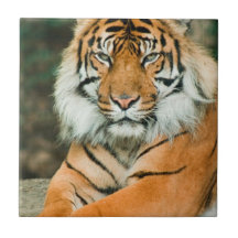 Orange Tiger Tile
