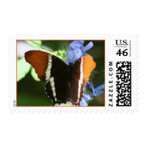 Orange Tip Stamp