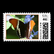 Orange Tip Stamp