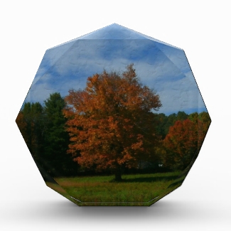 Orange Tree