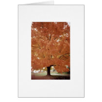 Orange tree cards by artmidwife Orange tree cards