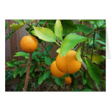 Orange Tree Card