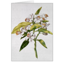 Orange tree flower, from 'La Guirlande de Julie' Cards