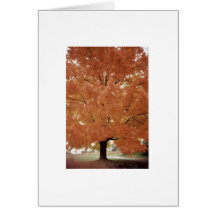 Orange tree greeting cards