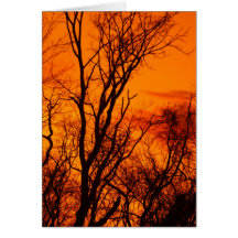 Orange Tree Line Note Card
