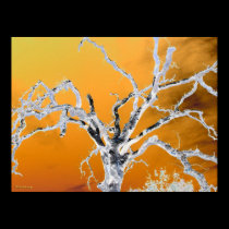 orange tree posters
