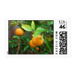 Orange Tree Stamps