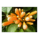Orange Trumpet Creeper (1) Cards