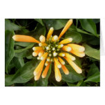 Orange Trumpet Creeper Greeting Card