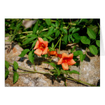 Orange Trumpet Flowers Card by palmateera Orange Trumpet Flowers Card