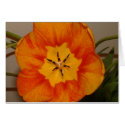 orange tulip cards by peterspooner orange tulip cards