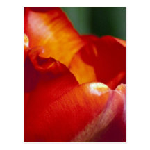 Orange Tulip Closeup Post Card