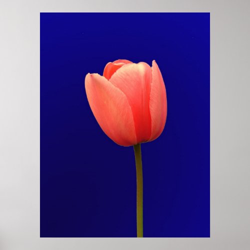 orange tulip flower in blue background print