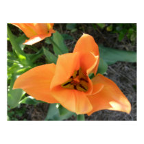 Orange Tulip Flower Poster Print posters