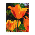 Orange tulip postcards