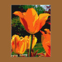 Orange tulip postcards