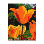 tulip, flower, orange, flora, plants