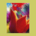Orange Tulip postcards