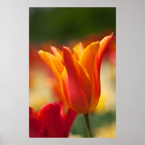 Orange Tulip print