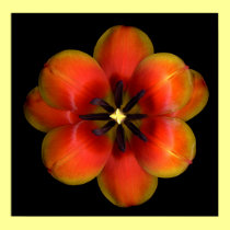 Orange Tulip posters