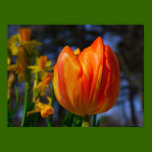 Orange Tulip posters
