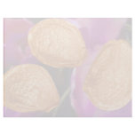 Orange Tulip seeds (Tulipa gesneriana) flowers Letterhead Template