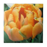 Orange Tulip Tile