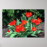 Orange Tulip, (Tulipa Acuminata) flowers Print