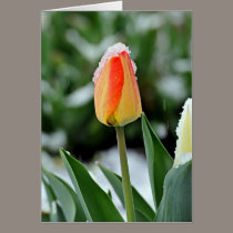 Orange Tulip with Snow cards