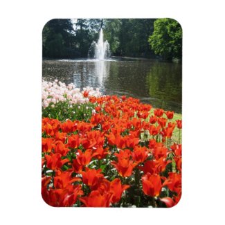 Orange tulips and fountain magnets