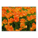 Orange Tulips cards by litabug Orange Tulips cards