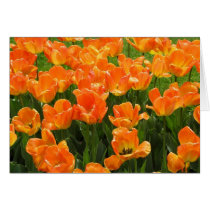 Orange Tulips cards