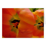 Orange Tulips in Bloom cards