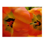 Orange Tulips in Bloom postcards