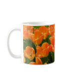 orange, tulips, garden, boston