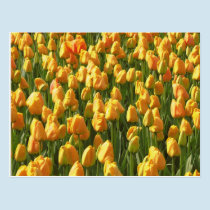 Orange Tulips postcards